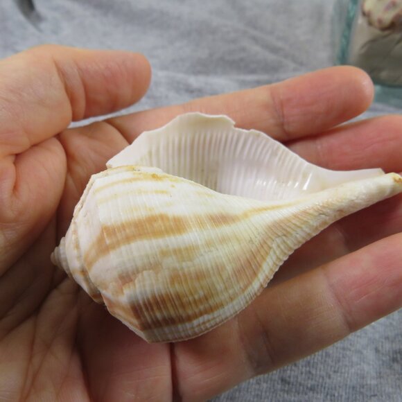 REAL Sea Shells in a Glass Square Vase and sand #7 - Picture 7 of 10